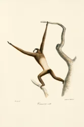 Weißhandgibbon (Hylobates lar)