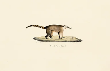 Weißnasen-Nasenbär (weiblich)