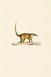 Weißnasen-Nasenbär (männlich)