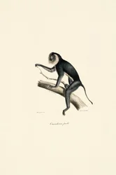 Weißschulter-Marmoset (weiblich)