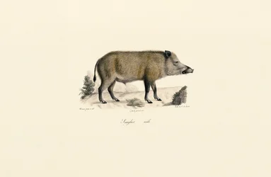 Wildschwein