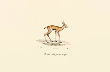 Junge weibliche Hirschziegenantilope