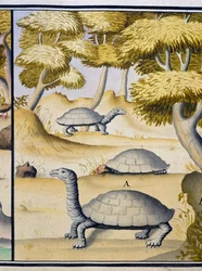 Schildkröten, Aquarell aus dem Logbuch von Jacques Gouin de Beauchesne, Kapitän der Compagnie royale de la Mer du Sud, von 1698 bis 1701, Frankreich