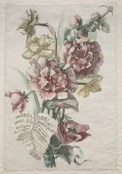 Divers fleurs mises en boucquets: Nr. 1 - Stockrosen und Narzissen, ca. 1670