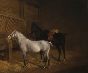 Ein graues Pony und ein schwarzer Charger in einem Stall