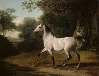 Ein grauer arabischer Hengst in einer bewaldeten Landschaft