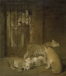 Gruppe von Welpen, gezüchtet zwischen einem Löwen und einer Tigerin