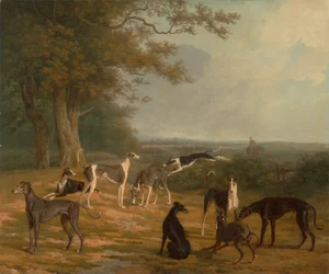 Neun Windhunde in einer Landschaft
