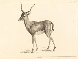 Gazelle