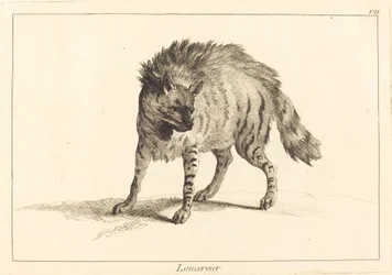 Loucervier (Hyäne)