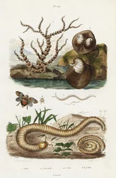 Bambuskoralle, Ochsenherzmuschel und Zikaden