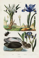 Iris, Muschel und Käfer
