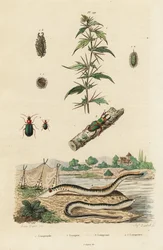 Meerneunauge und Käfer