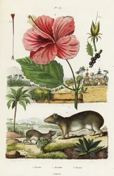 Felsenmeerschweinchen und Chinesischer Hibiskus