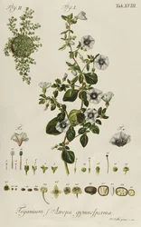 Winde: Teganium f. Atropa gymnosperma aus "Plantae Rariores"