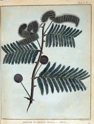 Ergett el Krone, Mimose - Akazie - in „Journey in Nubia and Abyssinia undertaken to discover the sources of the Nile during the years 1768 a 1772“, von James Bruce, vol. 1, Paris