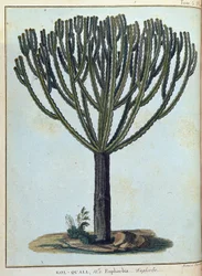 Kol-quall (Kol quall), Euphorbia (Kaktus) - in „Journey to Nubia and Abyssinia undertaken to discover the sources of the Nile during the years 1768 to 1772“, von James Bruce, vol. 1, Paris