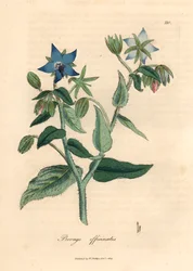 Blau blühende Borretsch, Borago officinalis, aus einer botanischen Illustration von James Sowerby aus William Woodville und Sir William Jackson Hooker