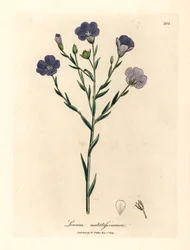 Blau blühender Flachs, Linum usitatissimum, aus einer botanischen Illustration von James Sowerby aus William Woodville und Sir William Jackson Hooker