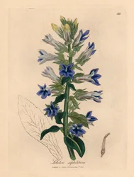 Blau blühende Lobelie oder Kardinalblume, Lobelia siphilitica, aus einer botanischen Illustration von James Sowerby aus William Woodville und Sir William Jackson Hooker
