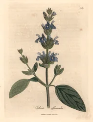 Blau blühender Salbei, Salvia officinalis, aus einer botanischen Illustration von James Sowerby aus William Woodville und Sir William Jackson Hooker