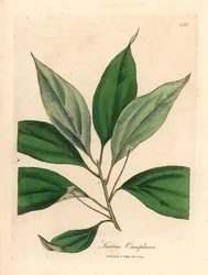 Kampferbaum, aus einer botanischen Illustration von James Sowerby aus William Woodville und Sir William Jackson Hooker