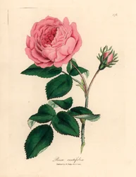 Große rosa Hundertblättrige Rose, Rosa centifolia, aus einer botanischen Illustration von James Sowerby aus William Woodville und Sir William Jackson Hooker