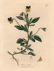Lila und gelbe Stiefmütterchen, Viola tricolor, aus einer botanischen Illustration von James Sowerby aus William Woodville und Sir William Jackson Hooker