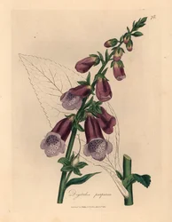 Purpur-Fingerhut, Digitalis purpurea, aus einer botanischen Illustration von James Sowerby aus William Woodville und Sir William Jackson Hooker