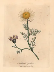 Weiß und gelbe spanische Kamille, Anthemis pyrethrum, aus einer botanischen Illustration von James Sowerby aus William Woodville und Sir William Jackson Hooker