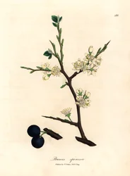 Schlehdorn mit weißen Blüten und blauen Beeren, aus einer botanischen Illustration von James Sowerby aus William Woodville und Sir William Jackson Hooker