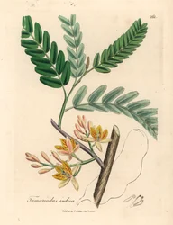 Gelbblühender Tamarindenbaum, aus einer botanischen Illustration von James Sowerby aus William Woodville und Sir William Jackson Hooker