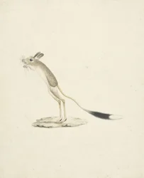 Jerboa Nr. 4