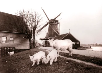 Ziegen, Laandam, Niederlande, 1898