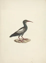 Bostrychia carunculata (Warzenibis)