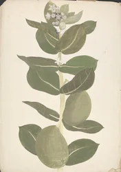 Calotropis procera (Ait.) Ait. f. (Apfel von Sodom, Aurikularbaum): fertige Zeichnung der blühenden und fruchtenden Pflanze