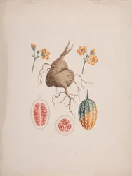 Coccinia abyssinica (Lam.): fertige Zeichnung, die Knolle und Detail der Frucht