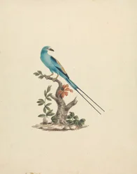 Coracias abyssinicus (Abyssinischer Roller)