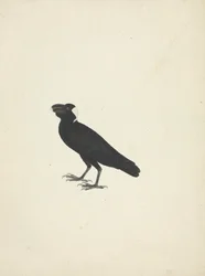 Corvus crassirostris (Dickschnabelrabe)