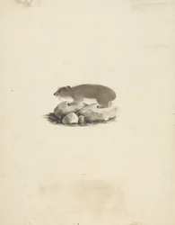 Heterohyrax brucei (Gelbfleck-Klippschliefer)