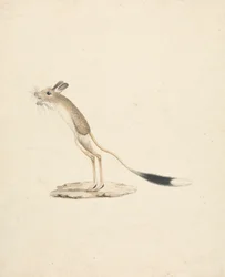 Jerboa