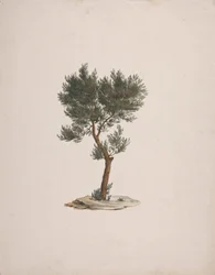 Juniperus procera Endl. (Afrikanische Bleistiftzeder): fertige Zeichnung der Baumgewohnheit