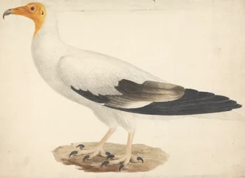 Neophron percnopterus (Schmutzgeier)