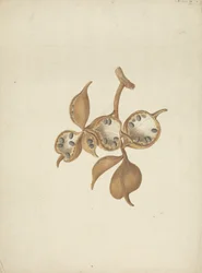 Sterculia africana (Lour.) Fiori: fertige Zeichnung des Stammes mit Samenkapseln, einige geöffnet und Samen zeigend