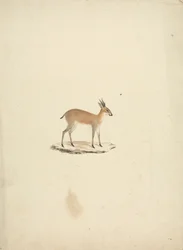 Unidentifizierte Madogua (Dik-dik)