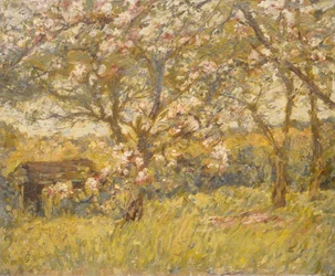 Apfelblüte