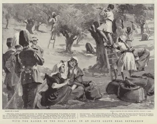 Mit dem Kaiser im Heiligen Land, in einem Olivenhain bei Bethlehem