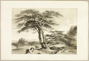Zedern des Libanon, aus Der Park und der Wald
