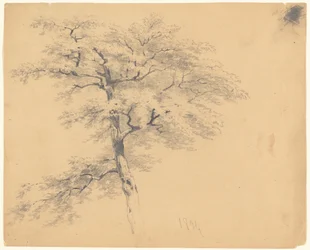 Baum