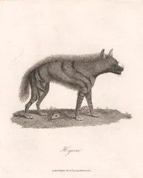 Hyäne